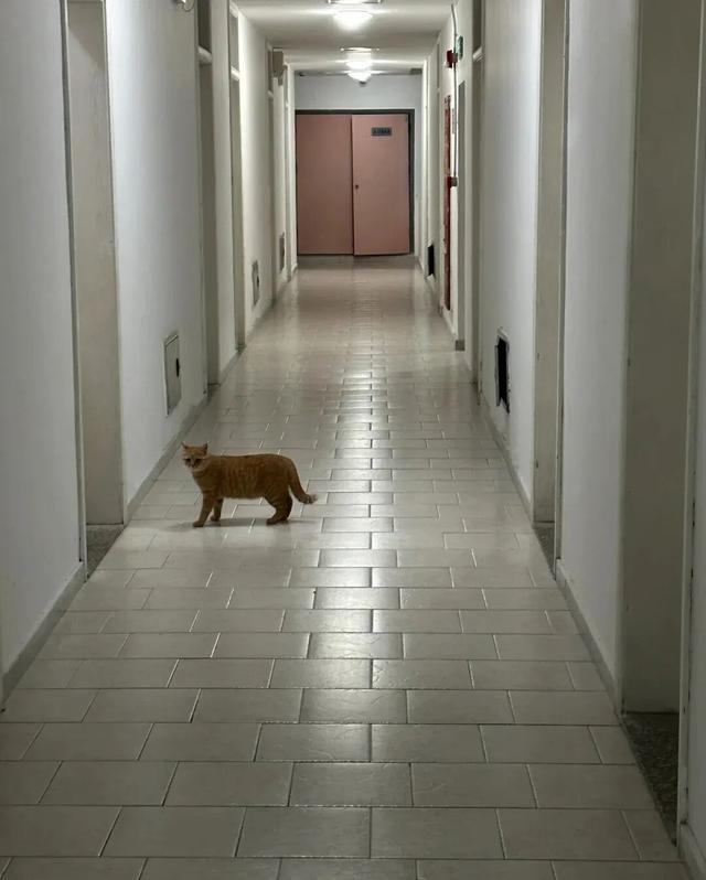 女生宿舍收“保护费”的橘猫，每晚熬夜出现，它真比宿管还准时！