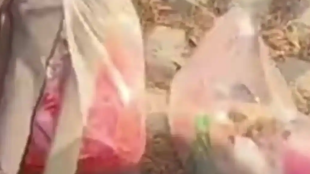 男子买蚯蚓放后备箱忘取出一夜跑光