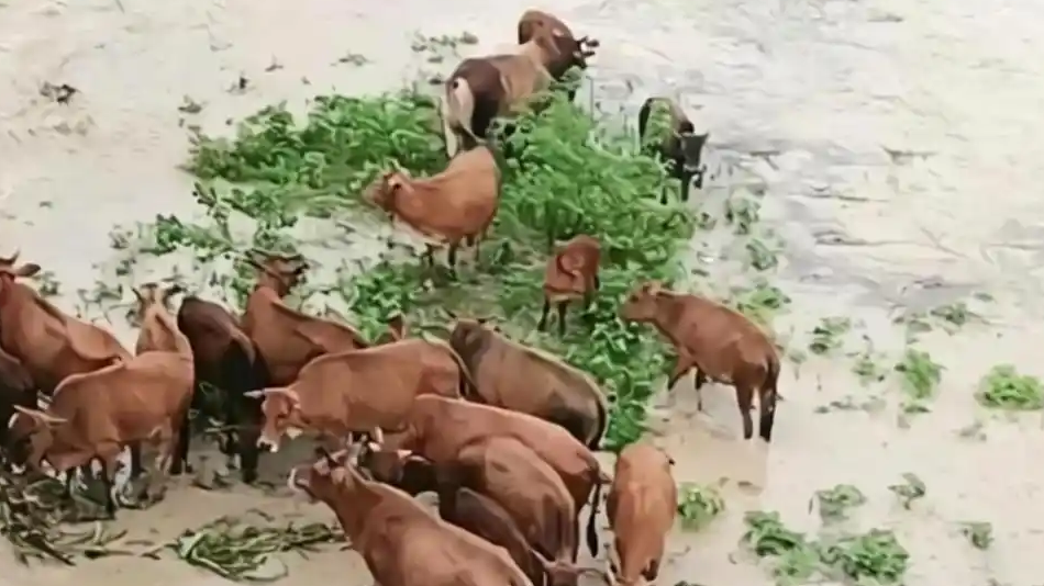 福建暴雨致二十头牛被困河滩