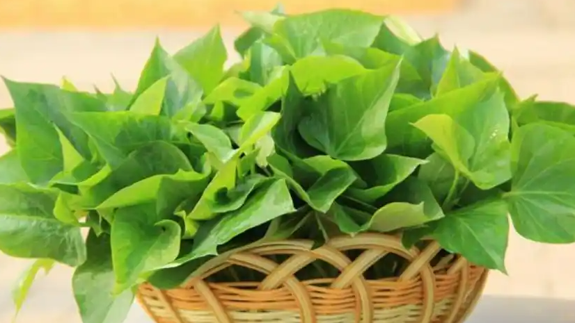 以前用来“喂猪”现在是“高端蔬菜”