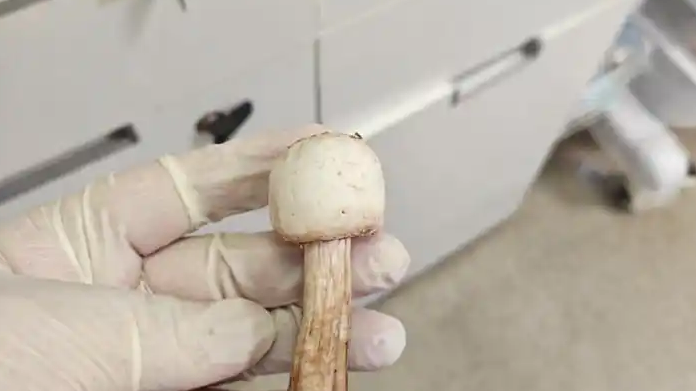 靠AI识别野蘑菇 一家三口全部中毒
