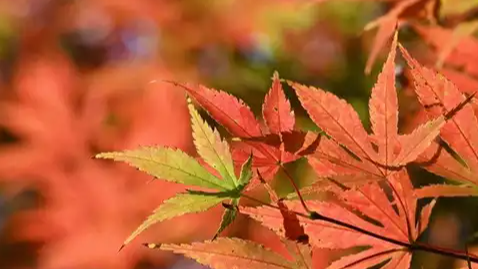 一年中最舒爽的“橙黄橘绿”时节