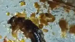 炸鸡吃出虫老板当场吞下
