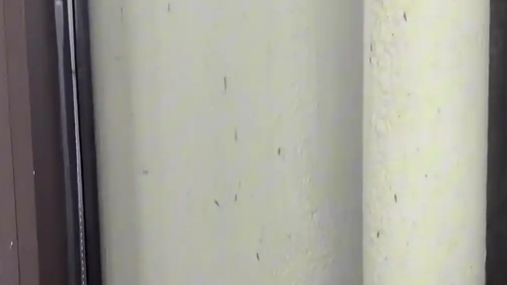 隐翅虫窗外排队等进家 女子吓坏