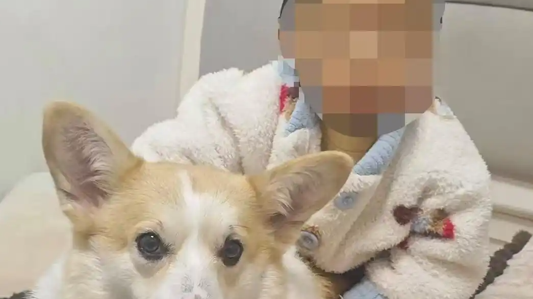 父亲遛狗2岁幼童独留家中坠亡