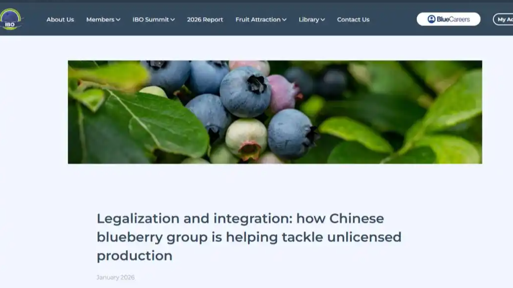 中国人吃得起蓝莓 居然让他们气坏了