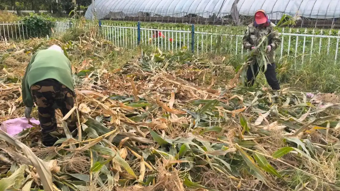 文玩玉米 从9块9包邮到上万元一根