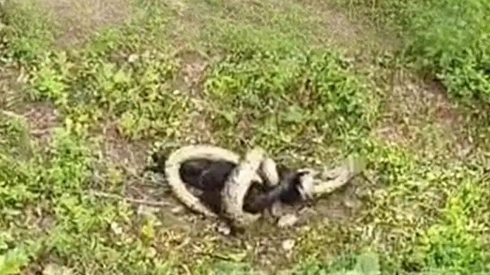 广东一镇有黑山羊遭蟒蛇袭击