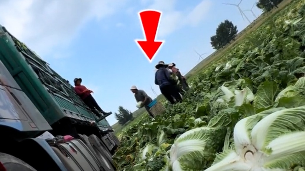 “甲醛白菜”背后⑤｜为何屡禁不止？律师分析：违法成本不低，但取证难、追溯难、监管难