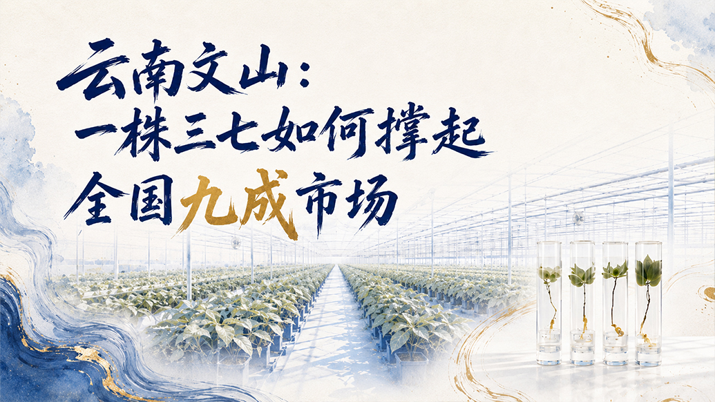 单项冠军县，何以扛打丨云南文山：一株三七如何撑起全国九成市场