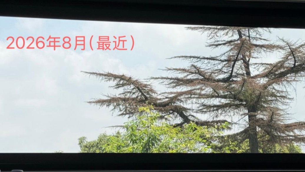 苏州平江历史街区老树疑遭“钻孔灌药”最新进展：涉案人否认毒杀砍伐