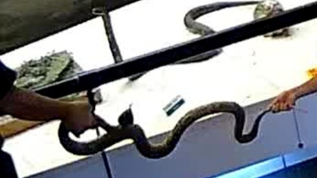 捐赠者回应蛇标本遭破坏：此事不怪小孩，问题出在随行大人身上