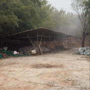 “个别窝点违法使用硫磺熏蒸麻竹笋”，广东清远发布通报