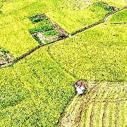 厄尔尼诺、地缘冲突影响国际粮食市场，国家粮食和物资储备局：我国粮食安全有可靠保障