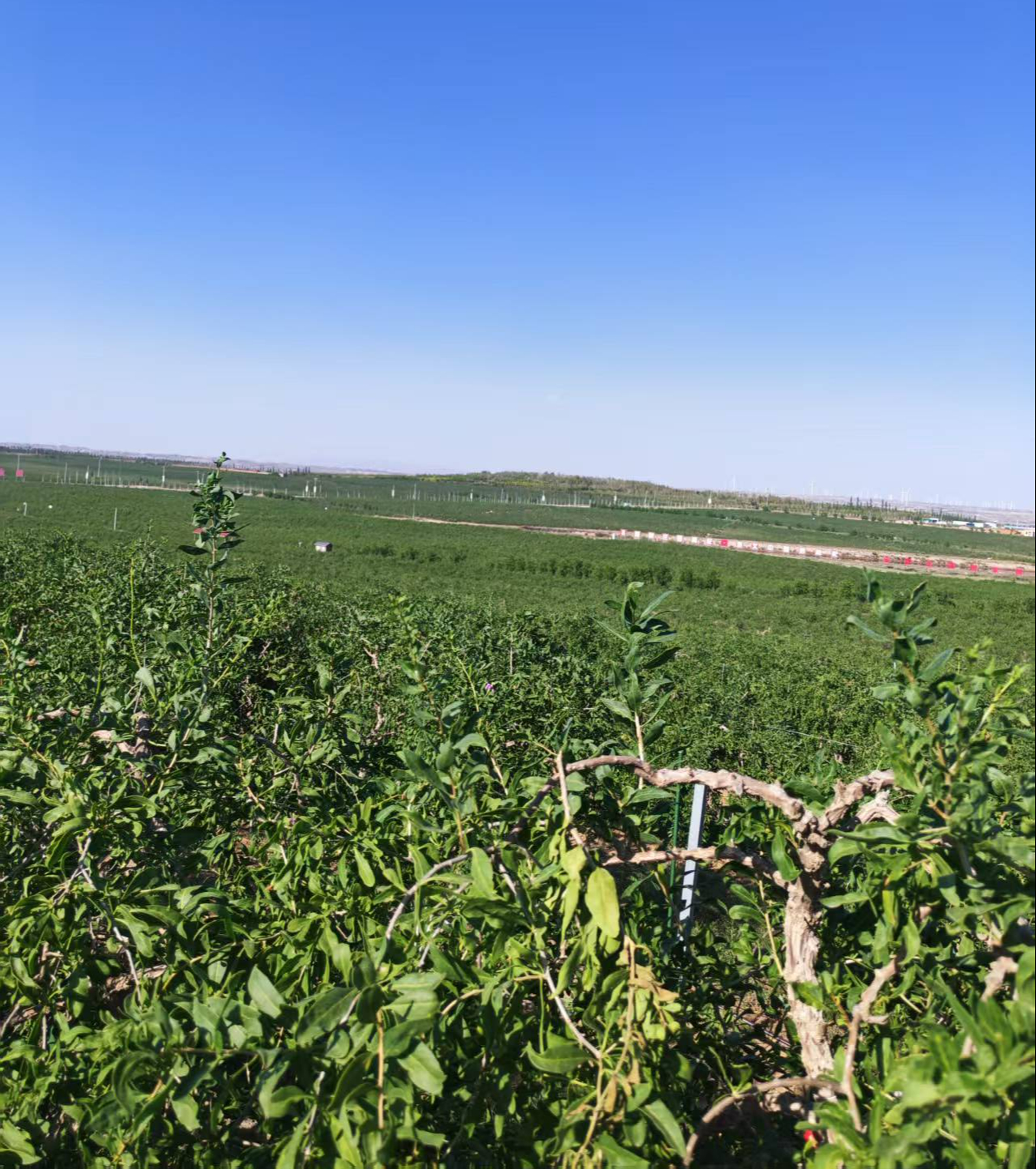 活力中国调研行｜农文旅融合发展的宁夏样本：耗时超十年，荒漠变成万亩枸杞绿洲