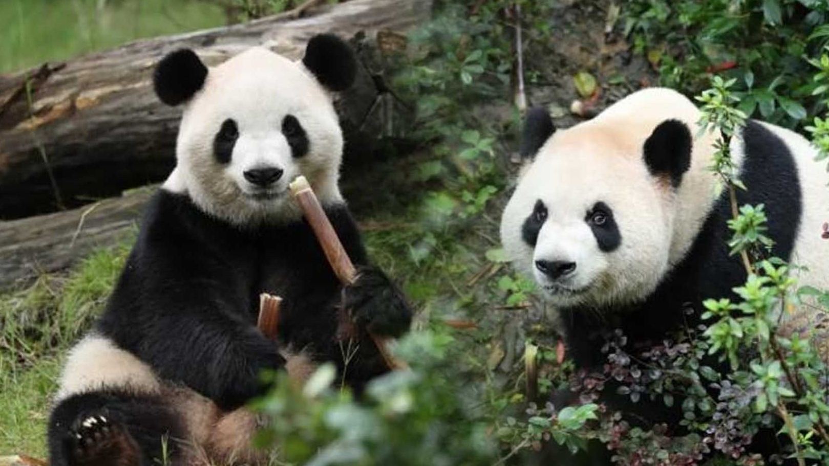 新闻1+1丨一对大熊猫即将赴美，意味着什么？