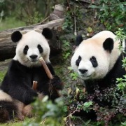 大熊猫“平平”“福双”已启程赴美