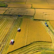 农业农村部：今年我国粮食丰收在望
