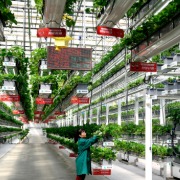 农业农村部：前瞻布局智能设计育种、生境模拟试验等科研基础设施