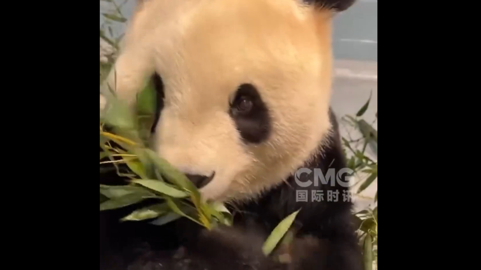 视频丨大熊猫“福双”抵美后“吃播”首秀：状态良好，胃口不错