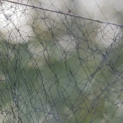 志愿者反映有人架网捕鸟，广西平南：已拆网5处，公安机关正侦办