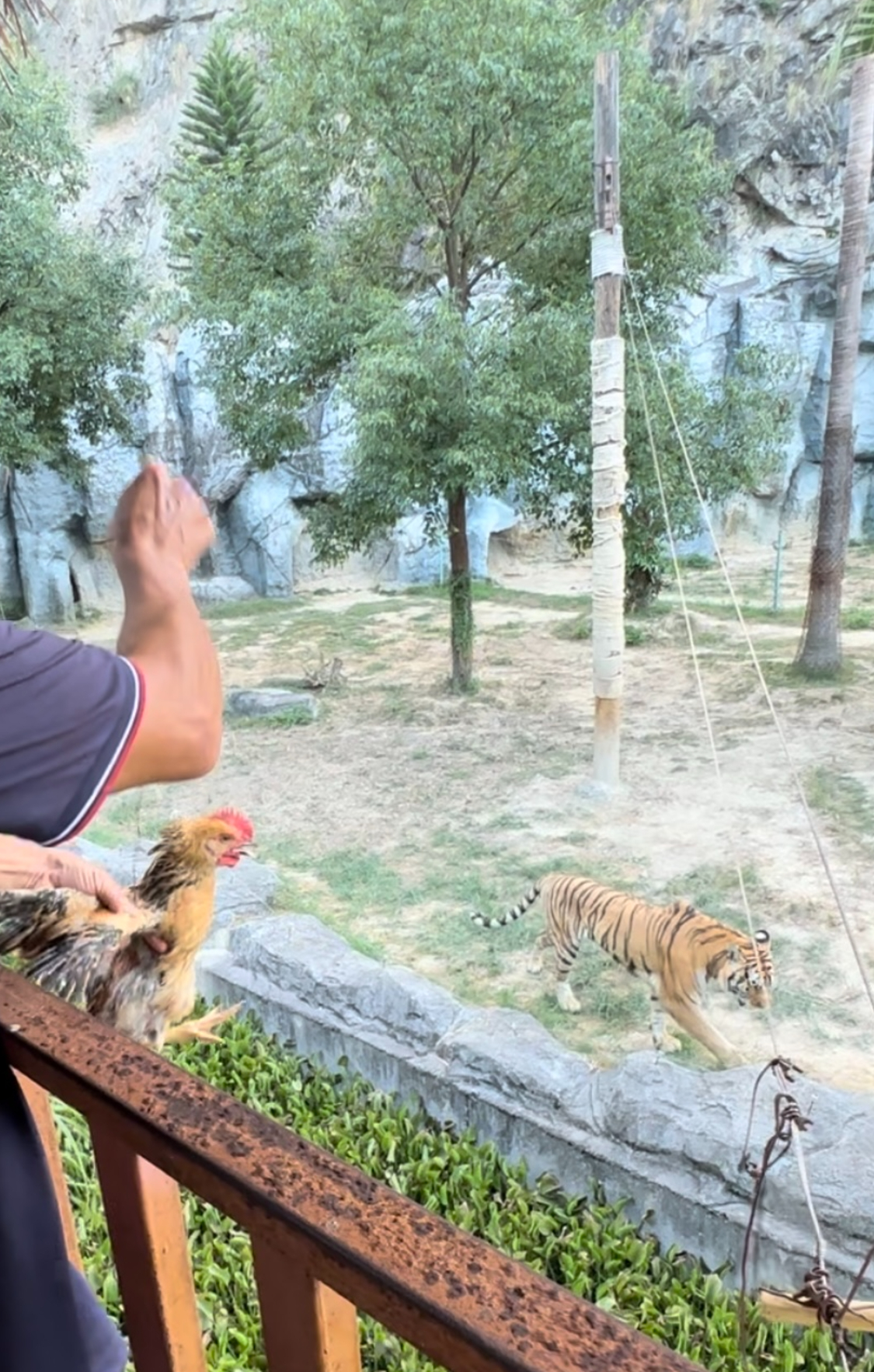 福建福清一动物园活体投喂引争议：60元卖活鸡让猛兽撕咬，有未成年人围观