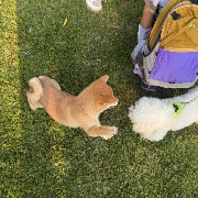 马上评｜一条30年前的养犬规定，为何今天冲上了热搜
