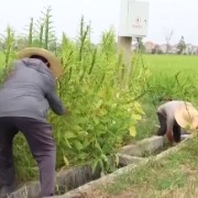 央视报道江西鄱阳县高标准农田建设领域问题整治成效，澎湃曾发布独家调查