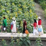 重阳节银发族开启错峰游：“县城康养”搜索热度同比增长203%