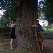 古树被警方扣押又遭转赠：时任林业局长被处理，赔偿申请已受理