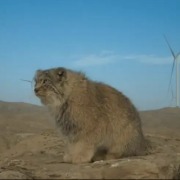 甘肃张掖通报“风电项目影响野生动物栖息”：建设合规，将组织调研