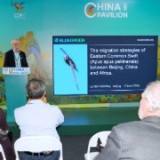 特写｜北京雨燕的三万公里——在COP17中国角读懂候鸟保护的跨国属性