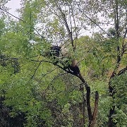 河南洛阳一动物园大熊猫爬树时从高处掉落，园方：已检查，确认其未受伤