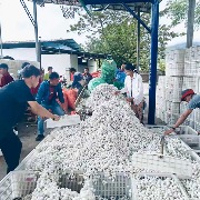 铸牢共同体、中华一家亲丨沪滇帮扶助力德宏陇川蚕桑产业，获评最佳减贫案例
