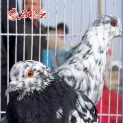 各地“翻翻鸽”竞舞新疆阿瓦提，当地居民亮出“身价”19万元鸽子