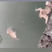 广西马山县林业局：多只猴子下山饮水不慎溺亡，已全部打捞并作无害化处理
