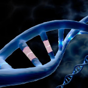 先导编辑首次在人体内“改写”DNA