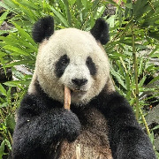为延续中比友好“熊猫情”，雌性大熊猫“冉冉”将赴比利时
