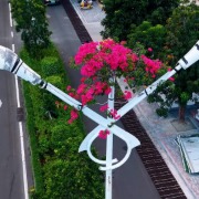 海南一株“最励志”的三角梅走红：把空心路灯杆当“家”，冲出六七米杆顶盛放