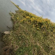芜湖鸠江区发现大面积外来物种“加拿大一枝黄花”，区农业农村局：全区正在清理