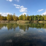 上海中心城区最大的杉林湿地即将进入最佳观赏期，记者实探