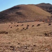 内蒙古赤峰两村土地之争续：法院撤销确权决定，旗政府被令重新确权