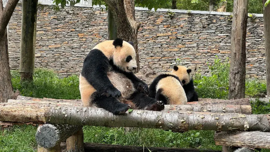 卧龙大熊猫苑通报：多名游客因向熊猫活动场吐口水等行为，被终身禁入