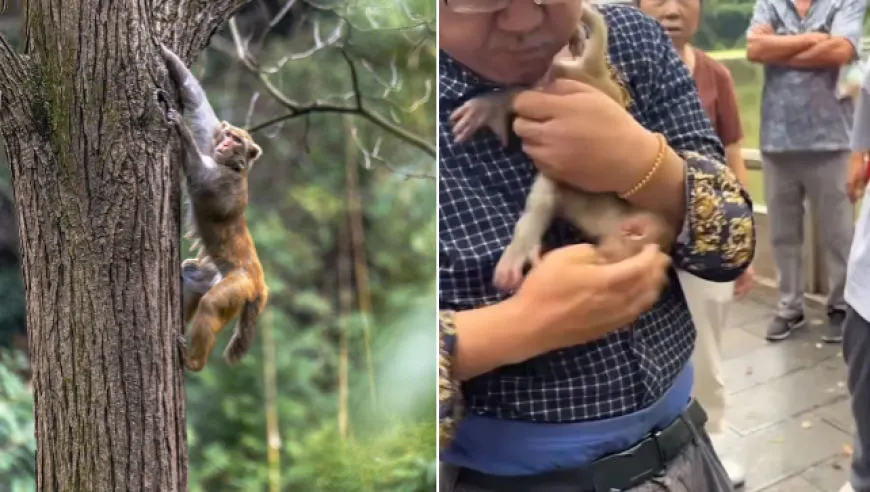贵阳黔灵山公园一男子抓住猕猴宝宝称要带回家养，被游客和保安拦下才放生，警方介入