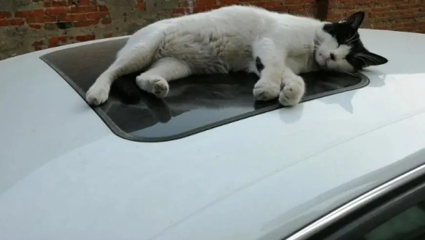 烟台一小区发告示称因流浪猫数量增多，将对无人认领的流浪猫进行“集中处理”，相关表述引争议，物业工作人员：已撤下，本意是为猫统一找新主人