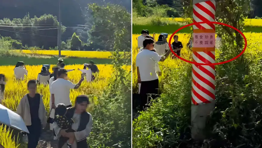 多名游客无视“不要踩踏”提示进入桂林阳朔一农田拍照，当地：已接到反馈，会协调处理