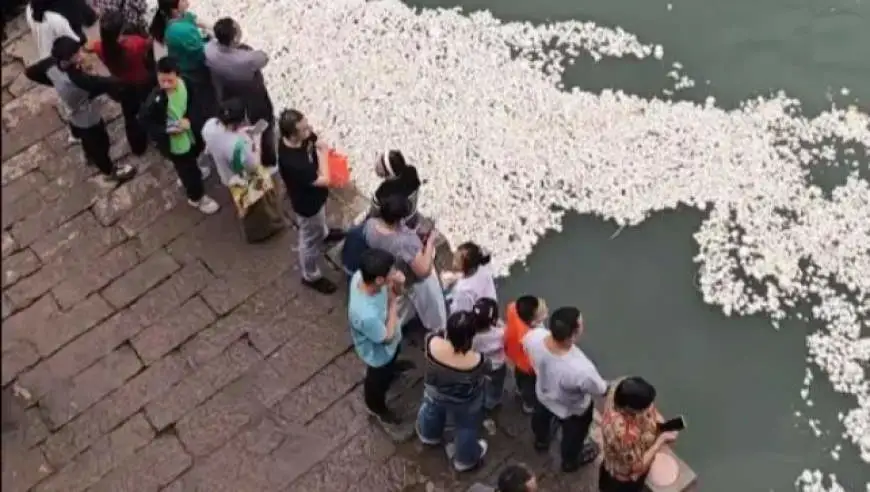 宜宾合江门江面漂满白花花的馒头，有人一次买25个馒头喂鱼，居民称“鱼食多得根本吃不完”，当地：会规劝此类行为