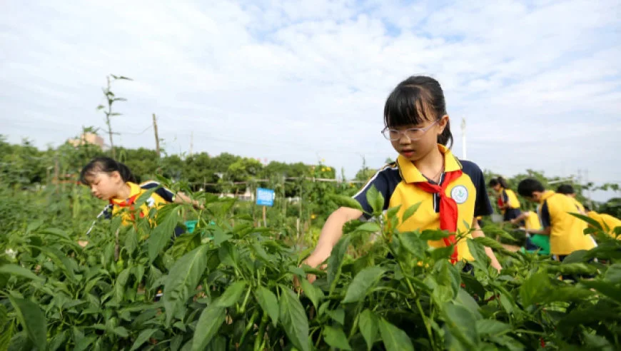 熊丙奇 | 中小学每周半天校外实践：初衷很美好，落地不简单