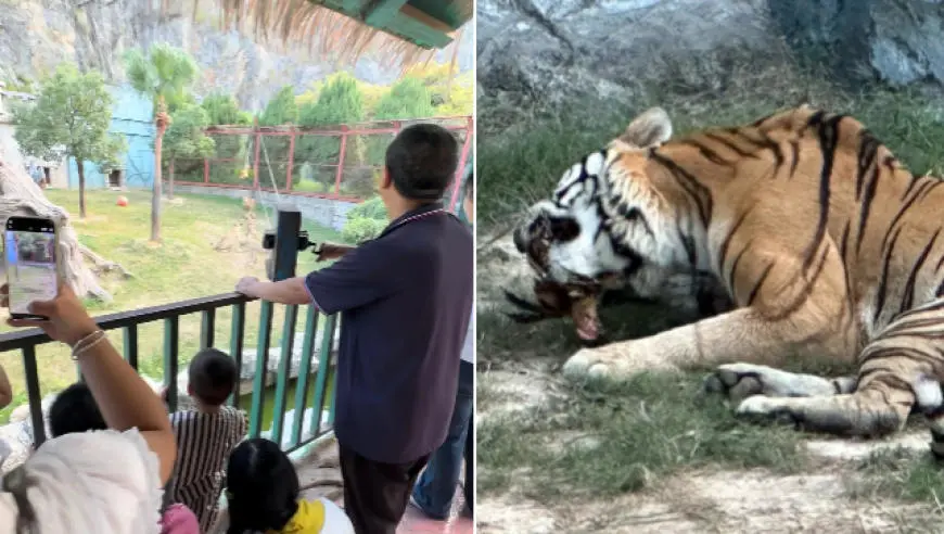 福建福清一动物园活体投喂引争议：60元卖活鸡让猛兽撕咬，有未成年人围观