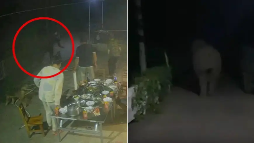 一抬头被吓到！亚洲象夜过云南普洱村寨，门前吃饭村民受惊起身